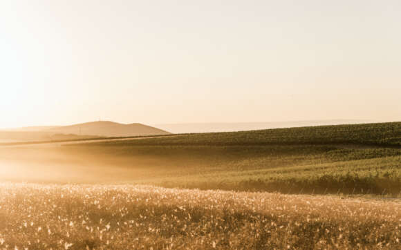 Vineyard at sunset
